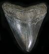 Bargain Megalodon Tooth - South Carolina #25660-1